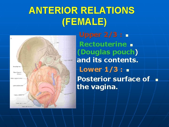 ANTERIOR RELATIONS (FEMALE) Upper 2/3 : n Rectouterine n (Douglas pouch) and its contents.