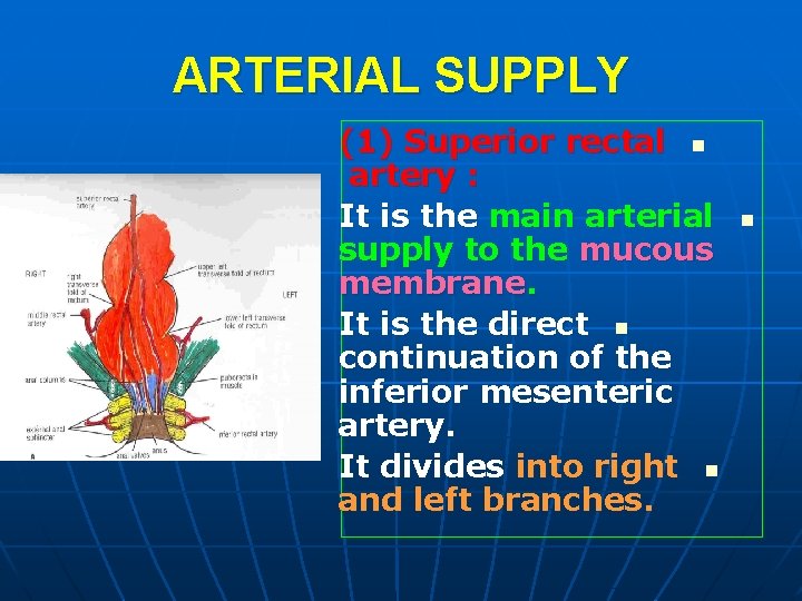 ARTERIAL SUPPLY (1) Superior rectal n artery : It is the main arterial supply