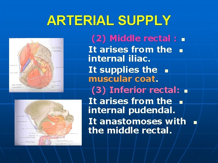 ARTERIAL SUPPLY (2) Middle rectal : n It arises from the n internal iliac.