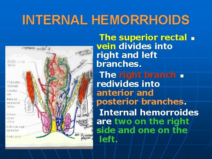 INTERNAL HEMORRHOIDS The superior rectal n vein divides into right and left branches. The