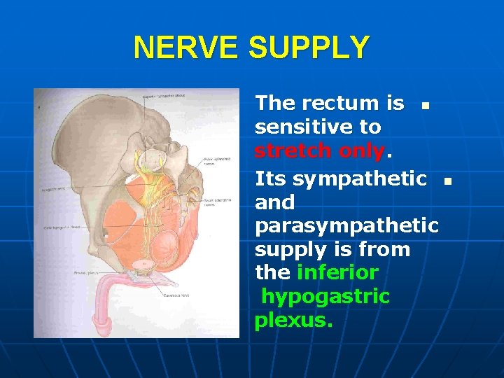 NERVE SUPPLY The rectum is n sensitive to stretch only. Its sympathetic n and