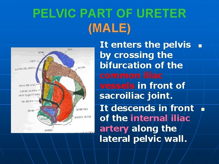 PELVIC PART OF URETER (MALE) It enters the pelvis by crossing the bifurcation of