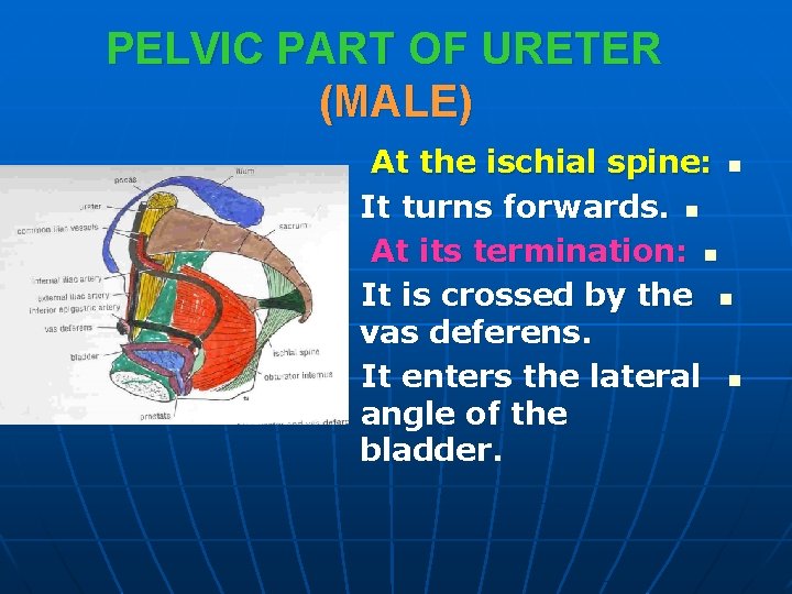 PELVIC PART OF URETER (MALE) At the ischial spine: n It turns forwards. n