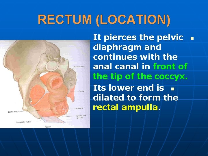 RECTUM (LOCATION) It pierces the pelvic n diaphragm and continues with the anal canal