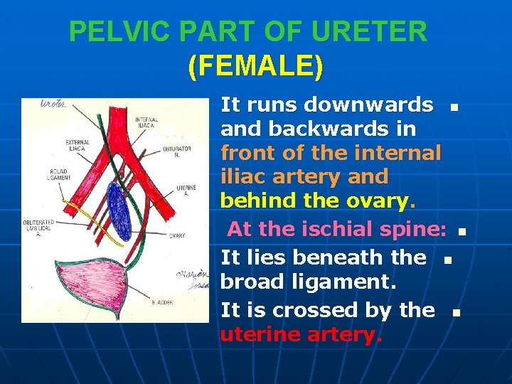PELVIC PART OF URETER (FEMALE) It runs downwards n and backwards in front of