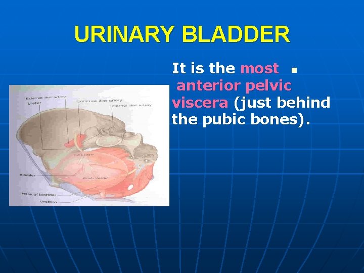 URINARY BLADDER It is the most n anterior pelvic viscera (just behind the pubic