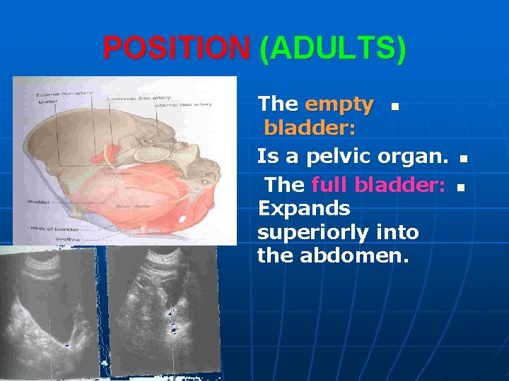 POSITION (ADULTS) The empty n bladder: Is a pelvic organ. The full bladder: Expands
