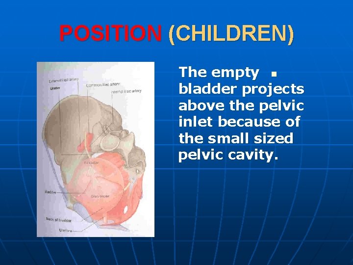 POSITION (CHILDREN) The empty n bladder projects above the pelvic inlet because of the