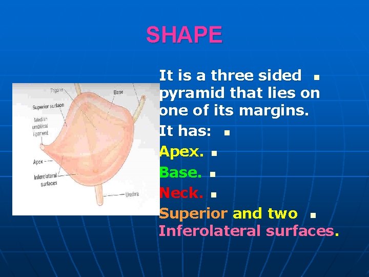 SHAPE It is a three sided n pyramid that lies on one of its