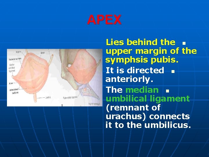 APEX Lies behind the n upper margin of the symphsis pubis. It is directed