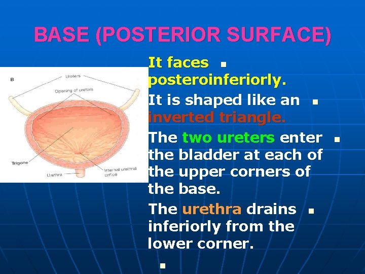 BASE (POSTERIOR SURFACE) It faces n posteroinferiorly. It is shaped like an n inverted