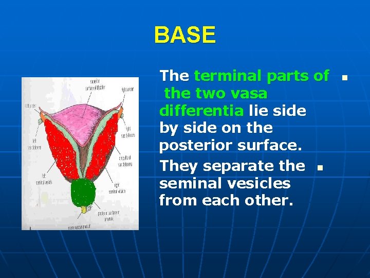 BASE The terminal parts of the two vasa differentia lie side by side on