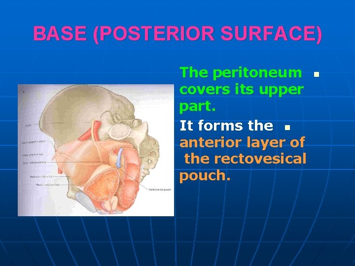 BASE (POSTERIOR SURFACE) The peritoneum covers its upper part. It forms the n anterior