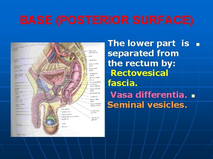 BASE (POSTERIOR SURFACE) The lower part is n separated from the rectum by: Rectovesical