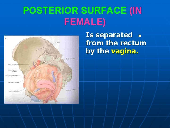 POSTERIOR SURFACE (IN FEMALE) Is separated n from the rectum by the vagina. 