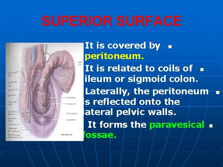 SUPERIOR SURFACE It is covered by n peritoneum. It is related to coils of