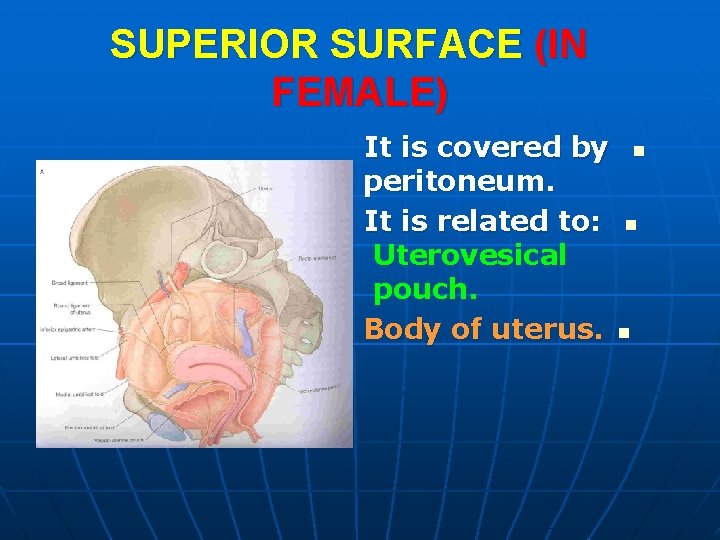 SUPERIOR SURFACE (IN FEMALE) It is covered by n peritoneum. It is related to: