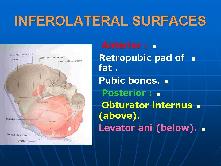 INFEROLATERAL SURFACES Anterior : n Retropubic pad of n fat. Pubic bones. n Posterior
