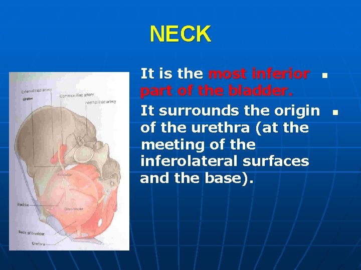 NECK It is the most inferior n part of the bladder. It surrounds the
