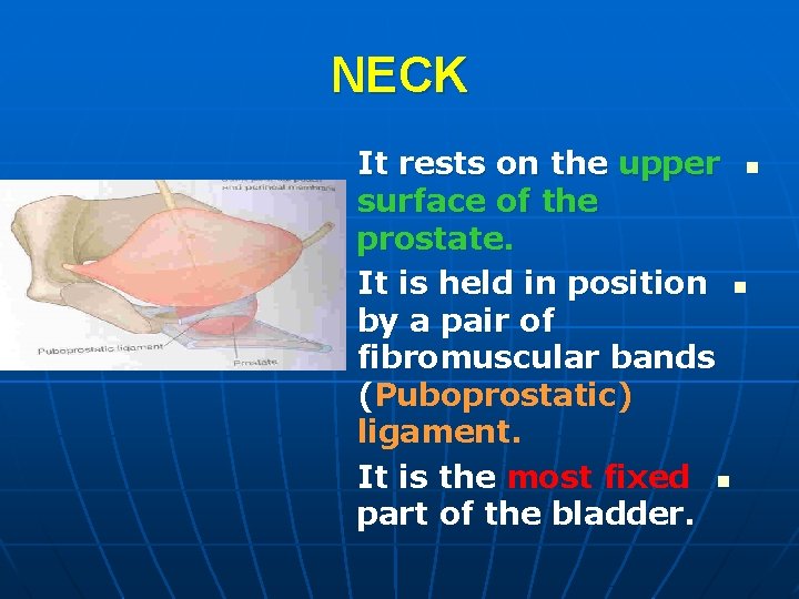 NECK It rests on the upper n surface of the prostate. It is held
