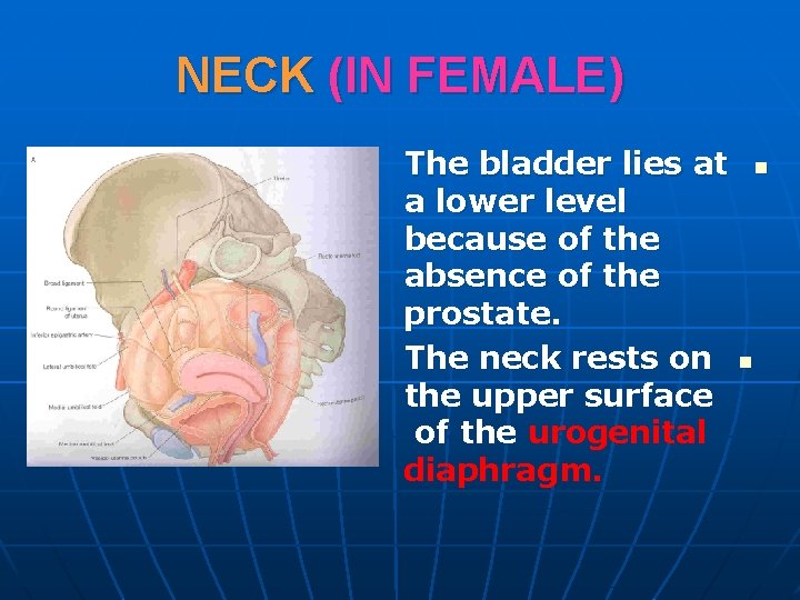 NECK (IN FEMALE) The bladder lies at a lower level because of the absence