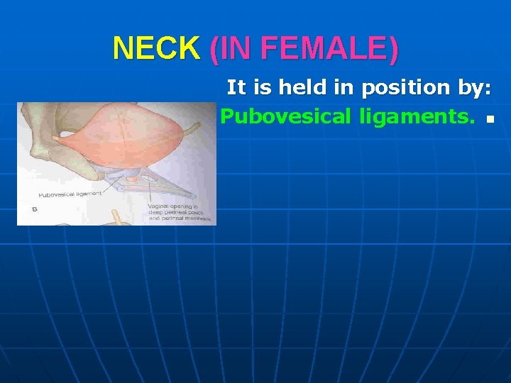 NECK (IN FEMALE) It is held in position by: Pubovesical ligaments. n 