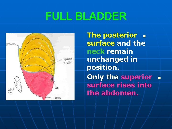 FULL BLADDER The posterior n surface and the neck remain unchanged in position. Only