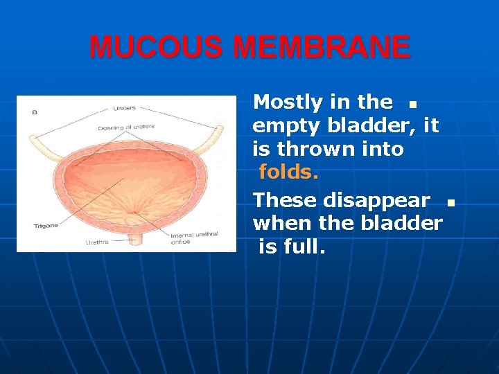 MUCOUS MEMBRANE Mostly in the n empty bladder, it is thrown into folds. These