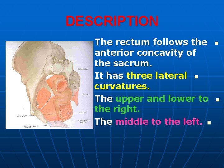 DESCRIPTION The rectum follows the anterior concavity of the sacrum. It has three lateral