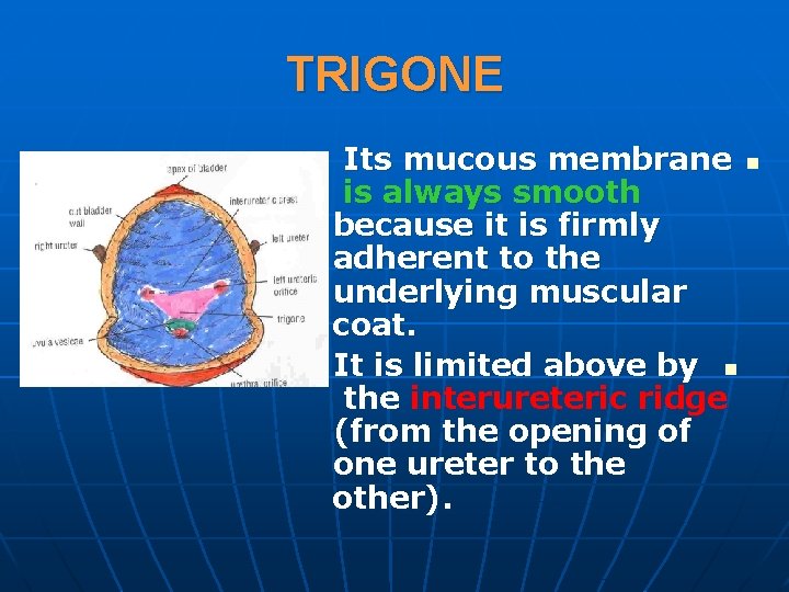 TRIGONE Its mucous membrane n is always smooth because it is firmly adherent to