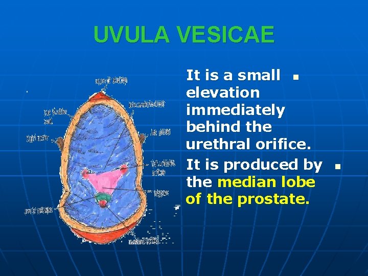 UVULA VESICAE It is a small n elevation immediately behind the urethral orifice. It