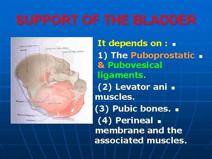 SUPPORT OF THE BLADDER It depends on : n 1) The Puboprostatic & Pubovesical