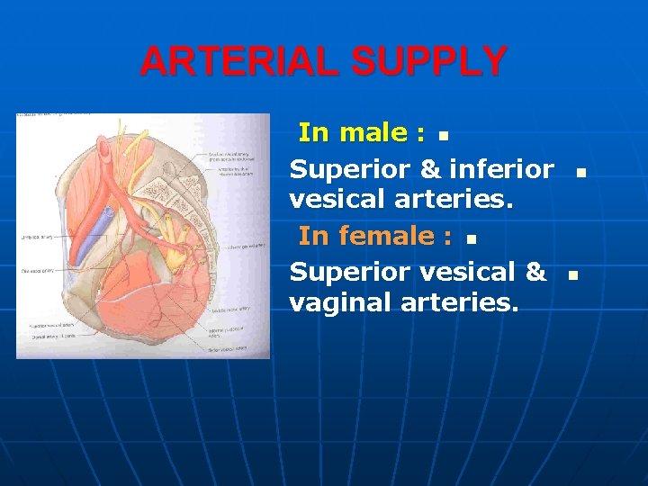 ARTERIAL SUPPLY In male : n Superior & inferior vesical arteries. In female :
