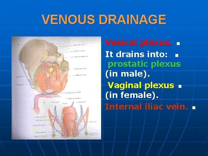 VENOUS DRAINAGE Vesical plexus. n It drains into: n prostatic plexus (in male). Vaginal