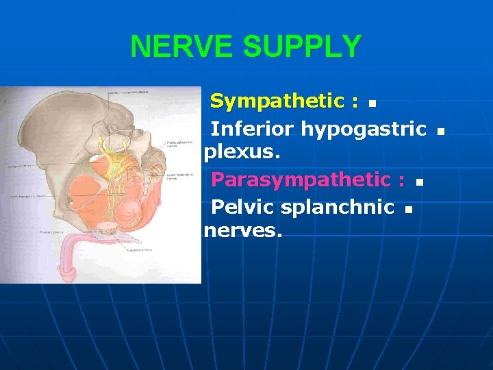 NERVE SUPPLY Sympathetic : n Inferior hypogastric plexus. Parasympathetic : n Pelvic splanchnic n