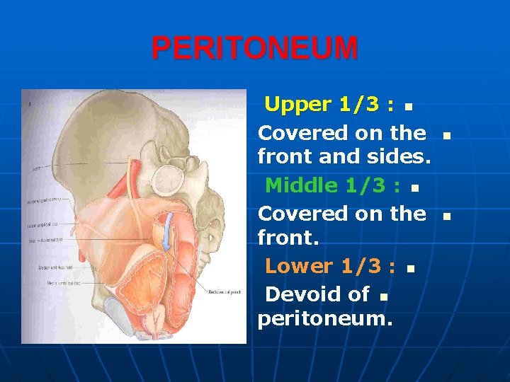PERITONEUM Upper 1/3 : n Covered on the front and sides. Middle 1/3 :