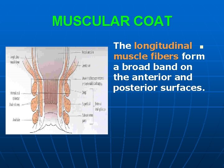 MUSCULAR COAT The longitudinal n muscle fibers form a broad band on the anterior