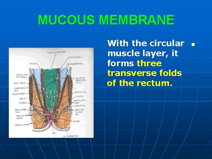 MUCOUS MEMBRANE With the circular muscle layer, it forms three transverse folds of the