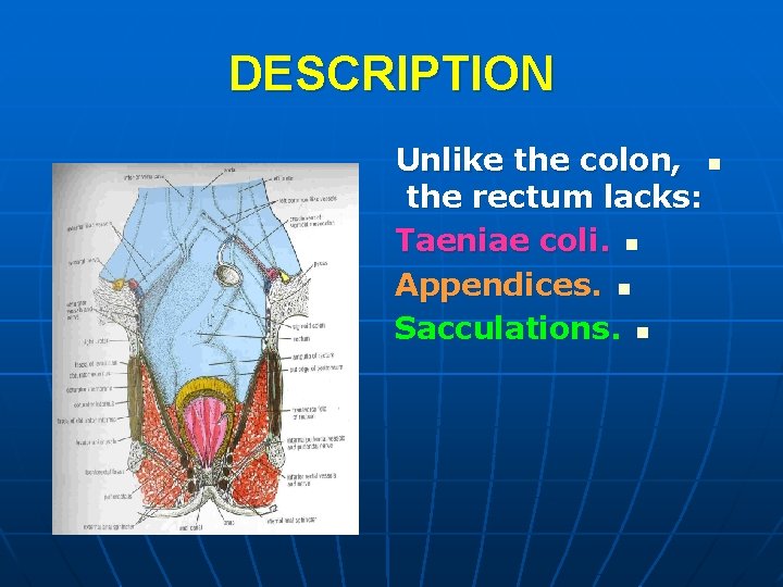DESCRIPTION Unlike the colon, n the rectum lacks: Taeniae coli. n Appendices. n Sacculations.