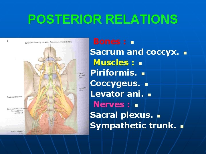 POSTERIOR RELATIONS Bones : n Sacrum and coccyx. n Muscles : n Piriformis. n