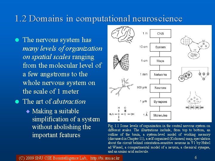 1. 2 Domains in computational neuroscience The nervous system has many levels of organization