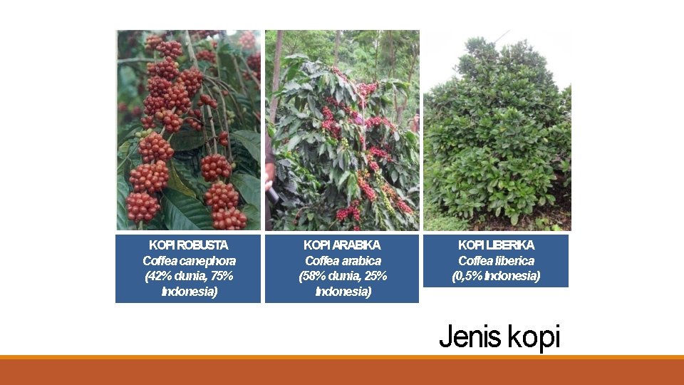 KOPI ROBUSTA Coffea canephora (42% dunia, 75% Indonesia) KOPI ARABIKA Coffea arabica (58% dunia,