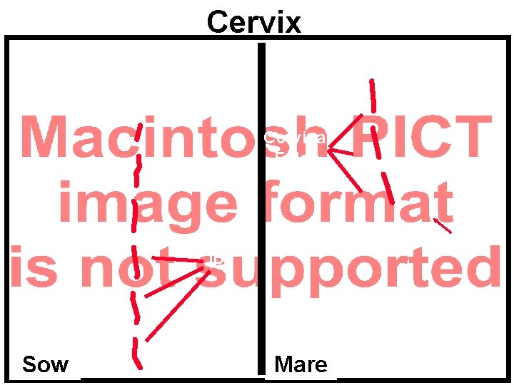 Cervix Cervical Folds FV IP Sow Mare 