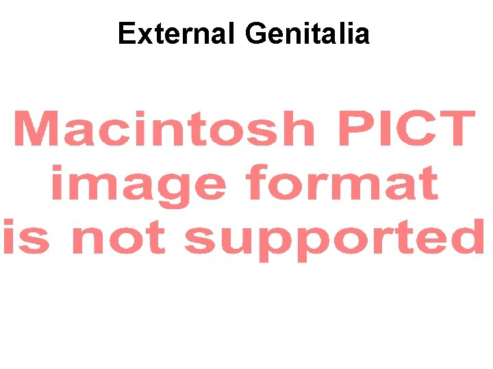 External Genitalia 