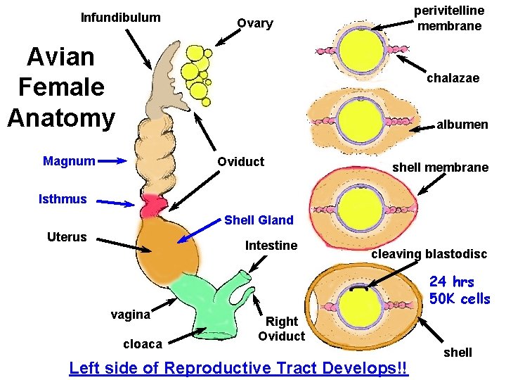 Infundibulum perivitelline membrane Ovary Avian Female Anatomy chalazae albumen Magnum Oviduct shell membrane Isthmus