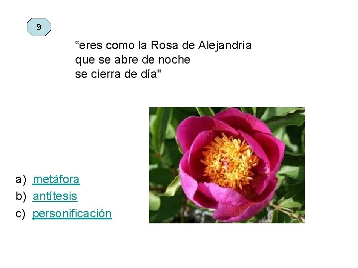 9 “eres como la Rosa de Alejandría que se abre de noche se cierra