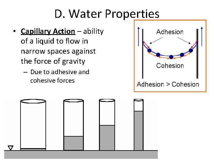 D. Water Properties • Capillary Action – ability of a liquid to flow in
