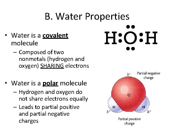 B. Water Properties • Water is a covalent molecule – Composed of two nonmetals