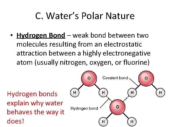 C. Water’s Polar Nature • Hydrogen Bond – weak bond between two molecules resulting
