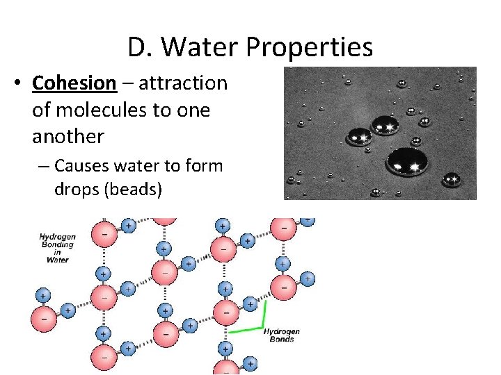 D. Water Properties • Cohesion – attraction of molecules to one another – Causes